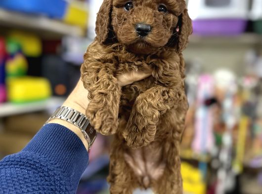 Toy Poodle Kore Kan Bebeklerimiz Ilk Aşıları Yapıldı görsel