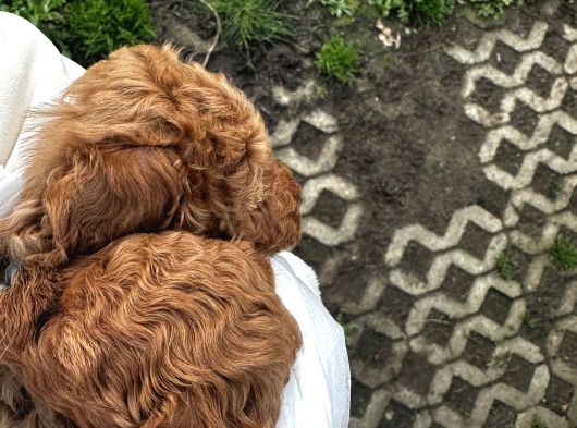 Irk Ve Sağlık Garantili Toy Poodle Yavrularımız görsel