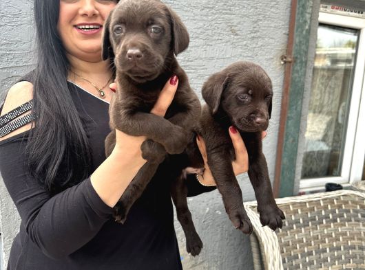 Çikolata Labrador Yavrularım görsel