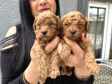 Ufacık Redbrown Toypoodle Yavrularım