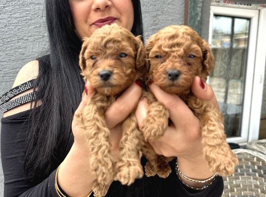 Ufacık Redbrown Toypoodle Yavrularım görsel