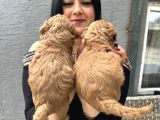 Ufacık Redbrown Toypoodle Yavrularım