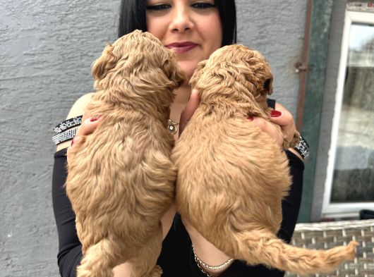 Ufacık Redbrown Toypoodle Yavrularım görsel