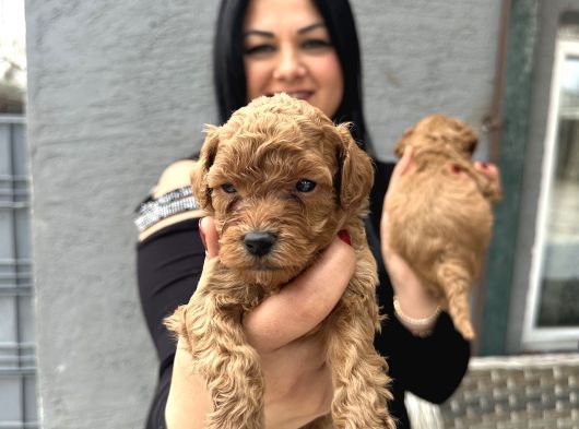 Ufacık Redbrown Toypoodle Yavrularım görsel