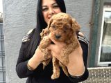 Ufacık Redbrown Toypoodle Yavrularım