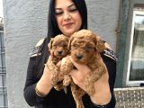 Ufacık Redbrown Toypoodle Yavrularım