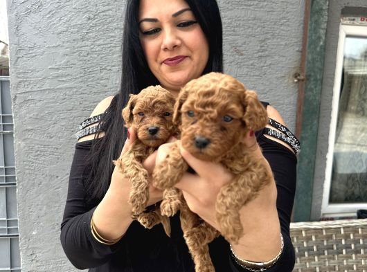 Ufacık Redbrown Toypoodle Yavrularım görsel