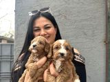 Harika Maltipo Yavrularım