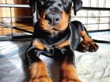 Şampiyon Soy Doberman Yavrularımız Teslime Hazır