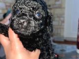 Irk Ve Sağlık Garantili Toy Poodle Yavrularımız