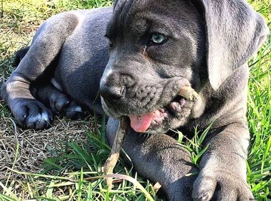 Safkan A Kali̇te Cane Corso Yavrularimiz Tesli̇me Hazirlar görsel
