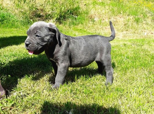 Safkan A Kali̇te Cane Corso Yavrularimiz Tesli̇me Hazirlar görsel