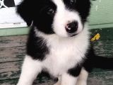 Orijinal Border Collie Yavrularımız Teslime Hazırlar