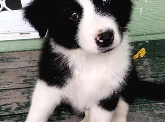 Orijinal Border Collie Yavrularımız Teslime Hazırlar görsel
