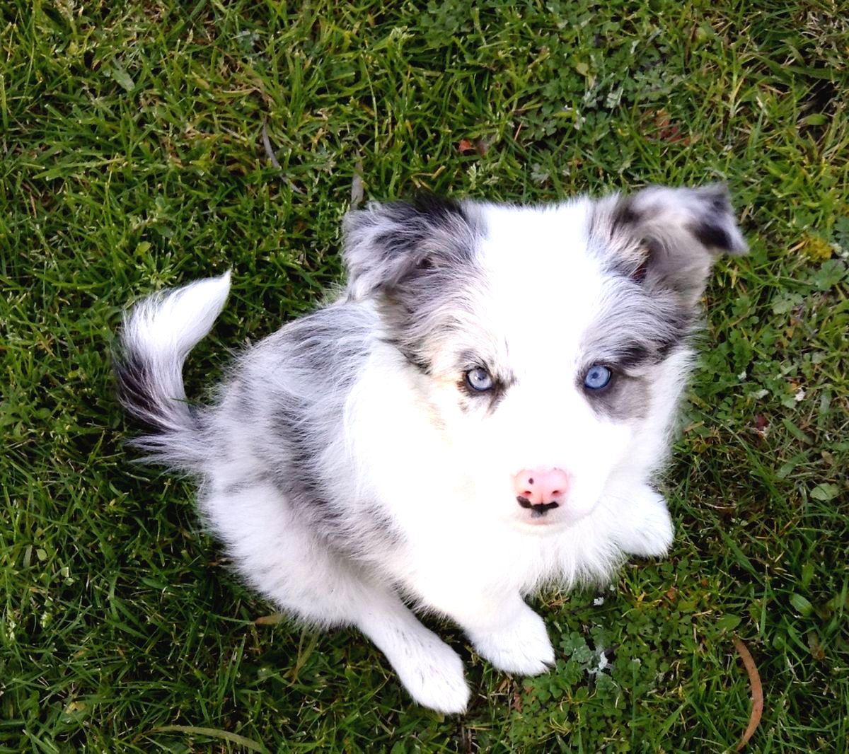 Border Collie Fiyat Sat l k Sahiplendirme lanlar Patibul Border Collie Fiyat Sat l k Sahiplendirme lanlar Patibul