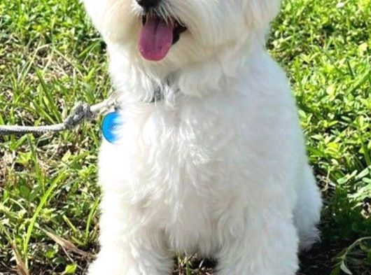 Irk Ve Sağlık Garamtili Maltese Terrier Yavrular görsel