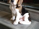 Irk Ve Sağlık Garantili Beagle Yavrularımız Teslime Hazırlar