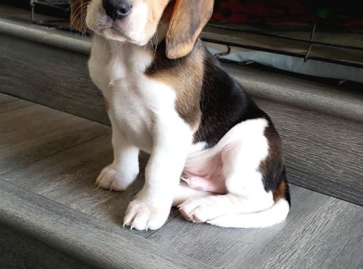 Irk Ve Sağlık Garantili Beagle Yavrularımız Teslime Hazırlar görsel