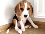 Irk Ve Sağlık Garantili Beagle Yavrularımız Teslime Hazırlar