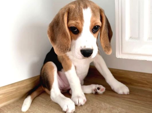 Irk Ve Sağlık Garantili Beagle Yavrularımız Teslime Hazırlar görsel