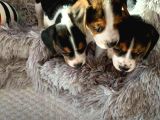 Irk Ve Sağlık Garantili Beagle Yavrularımız Teslime Hazırlar