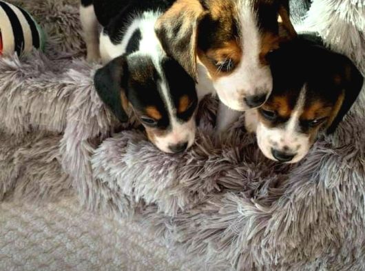Irk Ve Sağlık Garantili Beagle Yavrularımız Teslime Hazırlar görsel