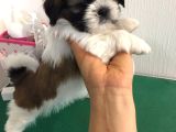 Irk Ve Sağlık Garantili Shih Tzu Yavrularımız Teslime Hazır