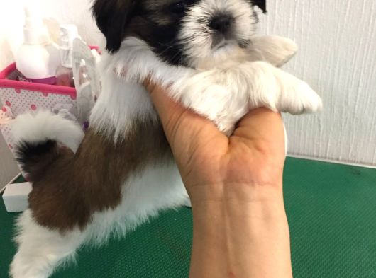 Irk Ve Sağlık Garantili Shih Tzu Yavrularımız Teslime Hazır görsel