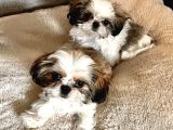 Irk Ve Sağlık Garantili Shih Tzu Yavrularımız Teslime Hazır