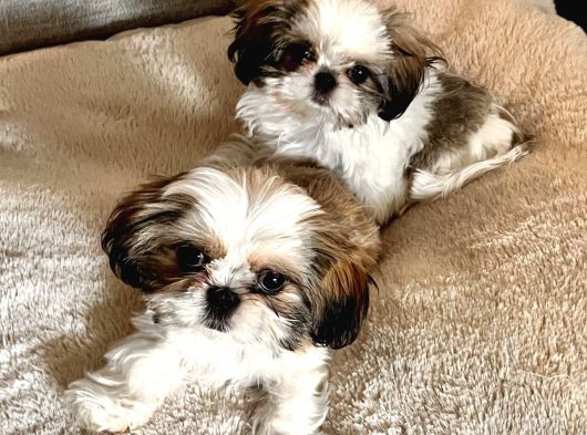 Irk Ve Sağlık Garantili Shih Tzu Yavrularımız Teslime Hazır görsel
