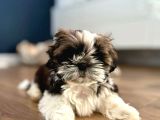 Irk Ve Sağlık Garantili Shih Tzu Yavrularımız Teslime Hazır