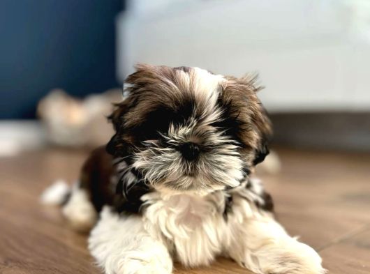 Irk Ve Sağlık Garantili Shih Tzu Yavrularımız Teslime Hazır görsel