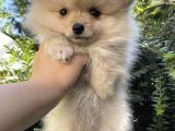 Irk Ve Sağlık Garantili Pomerian Boo Yavrularımız