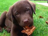 Irk Ve Sağlık Garantili Labrador Yavrularımız Teslime Hazır