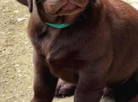 Irk Ve Sağlık Garantili Labrador Yavrularımız Teslime Hazır görsel
