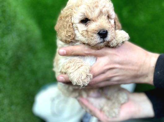 Toy Poodle Yavrular Eğitimli Cep No 505 591 1855 görsel