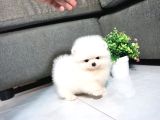 Yurtdışı pasaportlu pomeranian kar beyaz yavrular