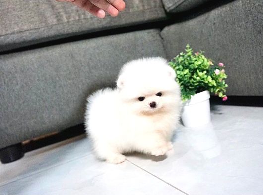 Yurtdışı Pasaportlu Pomeranian Kar Beyaz Yavrular