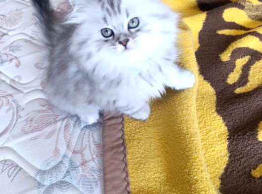 Sevgi Yumağı Güzellik görsel