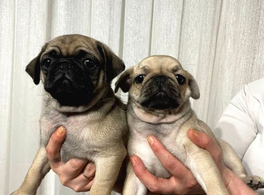 Dişi Pug Yavrularımız görsel