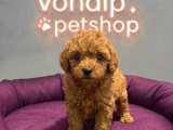 Mall Of İstanbul Vonalpten Safkan Toy Poodle