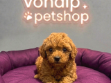 Mall Of İstanbul Vonalpten Safkan Toy Poodle
