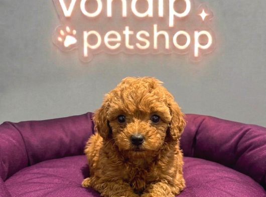Mall Of İstanbul Vonalpten Safkan Toy Poodle