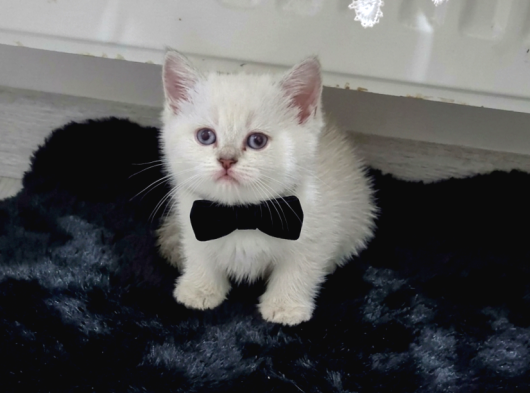Bal Surat Ponçiklerim Teslime Hazır