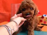 Scrli̇ Anne Babadan Kore Kan Toy Poodle Yavrularimiz
