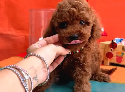 Scrli̇ Anne Babadan Kore Kan Toy Poodle Yavrularimiz görsel