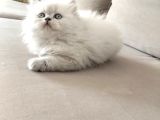 En güzel british longhair yavrular
