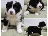 Bordercollie Yavruları 2 Aylık