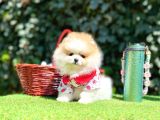 Pomeranian Boo Her Renk Ayi Surat En Cok Çeşit