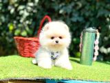 Pomeranian Boo Her Renk Ayi Surat En Cok Çeşit